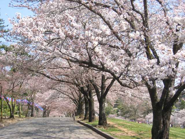 松本市城山公園周辺の天気予報 花見特集21 いつもnavi