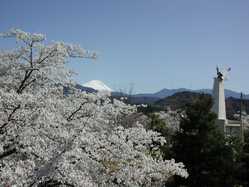 山梨県夜桜 ライトアップのある花見スポット 見頃情報 開花予想 21 1ページ目 ゼンリンいつもnavi