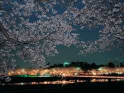 岡崎公園の桜の開花 見頃情報 花見特集 21 ゼンリンいつもnavi