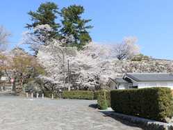 三重県の桜が見頃な花見スポット 見頃情報 開花予想 桜 お花見特集21 1ページ目 いつもnavi