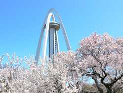 愛知県の桜が見頃な花見スポット 見頃情報 開花予想 桜 お花見特集21 1ページ目 いつもnavi