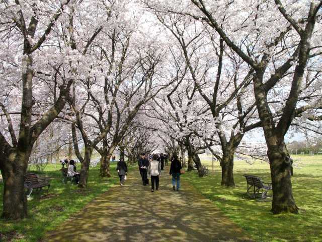 富山県中央植物園の桜の開花 見頃情報 花見特集 いつもnavi