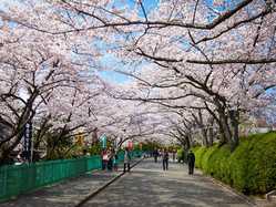 辯天宗冥應寺の桜の開花 見頃情報 花見特集 21 ゼンリンいつもnavi