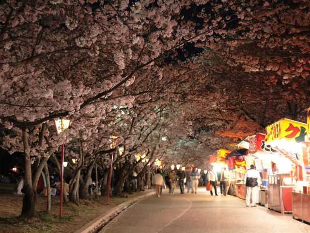 日岡山公園の桜の開花 見頃情報 花見特集21 いつもnavi
