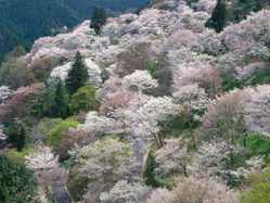 奈良県夜桜 ライトアップのある花見スポット 見頃情報 開花予想 21 1ページ目 ゼンリンいつもnavi