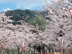 鳥取県の桜が見頃な花見スポット 見頃情報 開花予想 桜 お花見特集21 1ページ目 いつもnavi