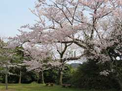 島根県の桜が見頃な花見スポット 見頃情報 開花予想 桜 お花見特集21 1ページ目 いつもnavi