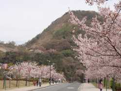 岡山県の桜が見頃な花見スポット 見頃情報 開花予想 桜 お花見特集22 1ページ目 いつもnavi