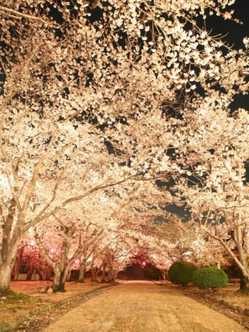 岡山県の桜が見頃な花見スポット 見頃情報 開花予想 桜 お花見特集22 1ページ目 いつもnavi