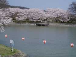 倉敷 総社 笠岡の桜が見頃な花見スポット 見頃情報 開花予想 桜 お花見特集21 1ページ目 いつもnavi