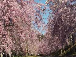 岡山県の桜が見頃な花見スポット（見頃情報/開花予想） - 桜・お花見 