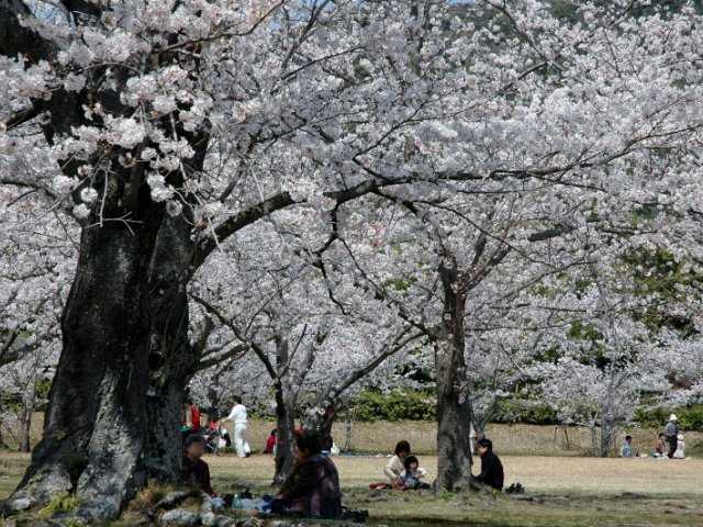 毛利氏庭園の桜の開花 見頃情報 花見特集21 いつもnavi