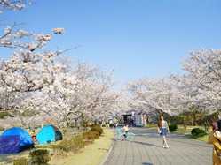 ピースリーホームバンブー総合公園の桜の開花 見頃情報 花見特集 21 ゼンリンいつもnavi